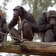 Illustration for article titled Chimps are better at teamwork than anyone realized